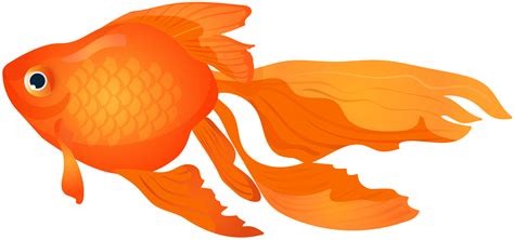 goldfish cartoon|transparent goldfish clip art.